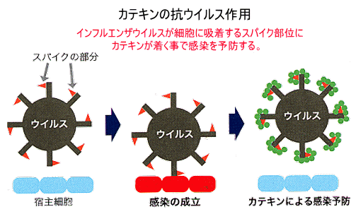 カテキンのはたらき