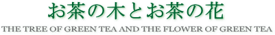 お茶の木とお茶の花