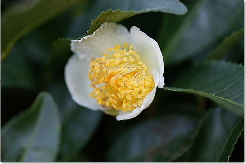 お茶の花